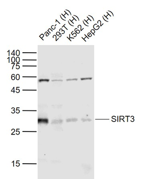 SIRT3 Rabbit Polyclonal Antibody