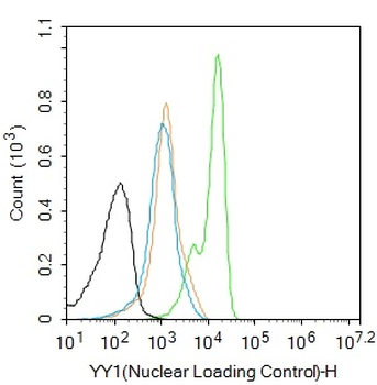 YY1 Recombinant Rabbit Monoclonal Antibody (Nuclear Loading Control)