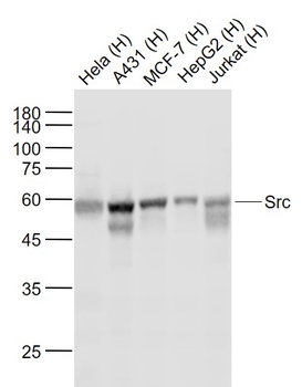 Src Recombinant Rabbit Monoclonal Antibody