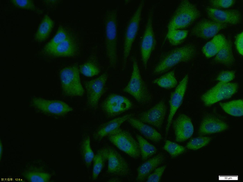 ID1 Recombinant Rabbit Monoclonal Antibody