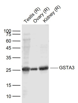 GSTA3 Rabbit Polyclonal Antibody
