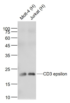 CD3 epsilon Recombinant Rabbit Monoclonal Antibody