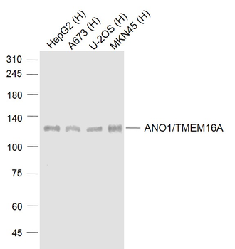 ANO1/TMEM16A Rabbit Polyclonal Antibody