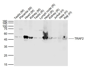 TRAF2 Rabbit Polyclonal Antibody