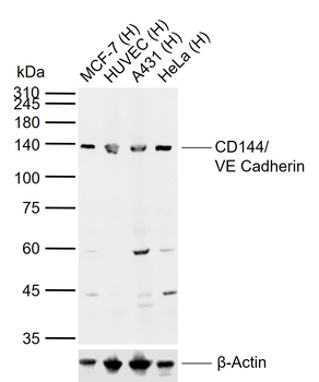 CD144/VE Cadherin Rabbit Polyclonal Antibody