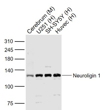 Neuroligin 1 Rabbit Polyclonal Antibody