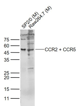 CCR2 + CCR5 Rabbit Polyclonal Antibody