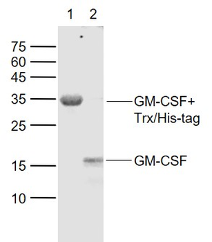 GM-CSF Rabbit Polyclonal Antibody