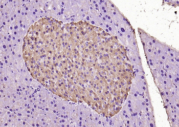 ERK2 Rabbit Polyclonal Antibody