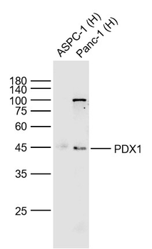 PDX1 Recombinant Rabbit Monoclonal Antibody