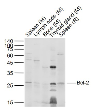 Bcl-2 Rabbit Polyclonal Antibody
