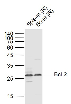 Bcl-2 Rabbit Polyclonal Antibody