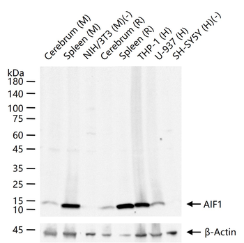 AIF1 Recombinant Rabbit Monoclonal Antibody