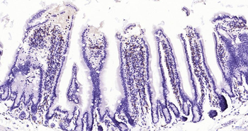 AIF1 Recombinant Rabbit Monoclonal Antibody