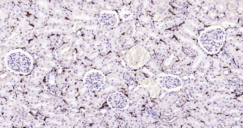 AIF1 Recombinant Rabbit Monoclonal Antibody