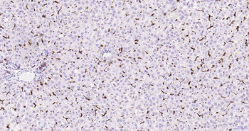 AIF1 Recombinant Rabbit Monoclonal Antibody
