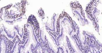 AIF1 Recombinant Rabbit Monoclonal Antibody
