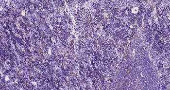 AIF1 Recombinant Rabbit Monoclonal Antibody
