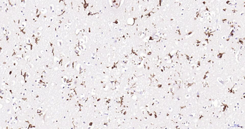 AIF1 Recombinant Rabbit Monoclonal Antibody