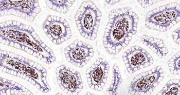 AIF1 Recombinant Rabbit Monoclonal Antibody