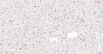 AIF1 Recombinant Rabbit Monoclonal Antibody