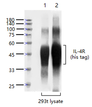 IL-4R Rabbit Polyclonal Antibody