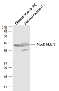 MyoD1/Myf3 Rabbit Polyclonal Antibody