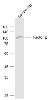 Factor B Rabbit Polyclonal Antibody