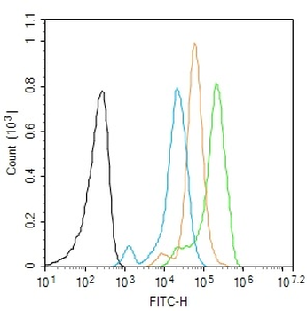 NET1 Rabbit Polyclonal Antibody