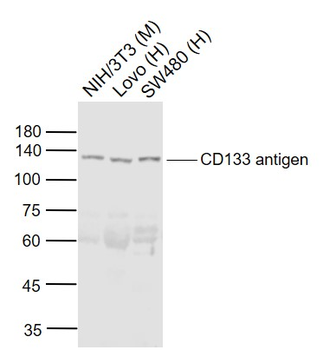 CD133 Rabbit Polyclonal Antibody