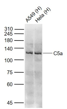 C5a anaphylatoxin Rabbit Polyclonal Antibody
