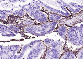 CD90/Thy-1 Recombinant Rabbit Monoclonal Antibody