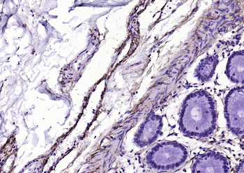 CD90/Thy-1 Recombinant Rabbit Monoclonal Antibody