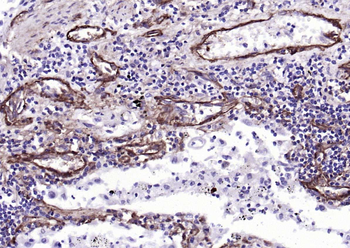 CD90/Thy-1 Recombinant Rabbit Monoclonal Antibody