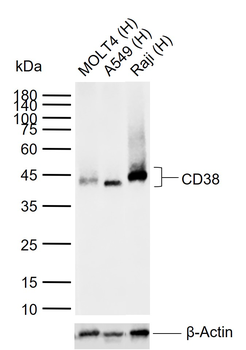 CD38 Recombinant Rabbit Monoclonal Antibody