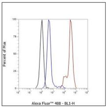 CD38 Recombinant Rabbit Monoclonal Antibody