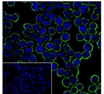 CD38 Recombinant Rabbit Monoclonal Antibody
