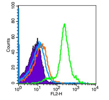 Phospho-SMAD2 (Ser464) Rabbit Polyclonal Antibody