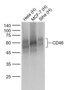 CD46 Recombinant Rabbit Monoclonal Antibody