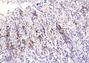 Phospho-JNK1/2/3 (T183+T183+T221) Recombinant Rabbit Monoclonal Antibody