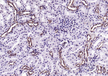 Cyclophilin B Recombinant Rabbit Monoclonal Antibody (Loading Control)