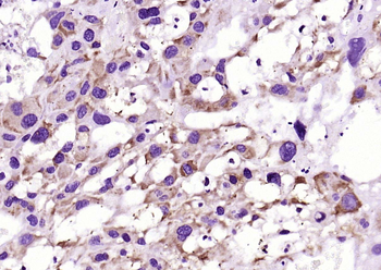 Cyclophilin B Recombinant Rabbit Monoclonal Antibody (Loading Control)