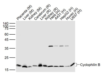 Cyclophilin B Recombinant Rabbit Monoclonal Antibody (Loading Control)