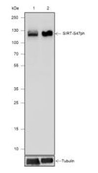 Phospho-SIRT1 (Ser47) Recombinant Rabbit Monoclonal Antibody