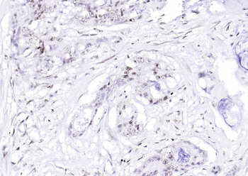 Phospho-SIRT1 (Ser47) Recombinant Rabbit Monoclonal Antibody