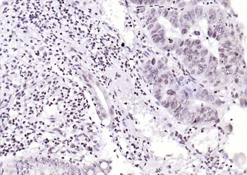 Phospho-SIRT1 (Ser47) Recombinant Rabbit Monoclonal Antibody