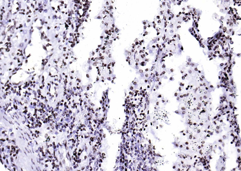 Phospho-SIRT1 (Ser47) Recombinant Rabbit Monoclonal Antibody