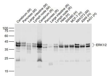 ERK1/2 Recombinant Rabbit Monoclonal Antibody