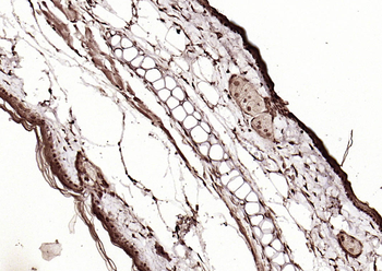 LSM3 Rabbit Polyclonal Antibody