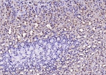 LSM3 Rabbit Polyclonal Antibody